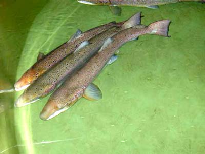 Hektisk virksomhet i alle klekkerier!